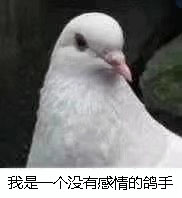 鸽子表情包我一定来截图4