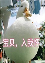 ��˵���ǲ������С�ɰ�Ѽ�����