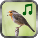 Bird Sounds(������APP)