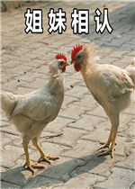 ��ok��ok�����