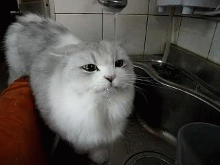è���ˮ��Цgif��ͼ��ͼ2