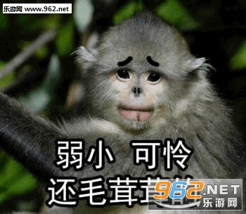 我这一jio下去你可能会死猴子表情包截图0