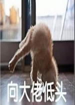 ����е�ͷè������