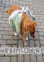 ��ٵ���������¹�ͷ�����