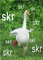 skr��ʲô��˼ʲô�������