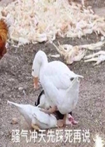 ɧ�������Ȳ�����˵�����