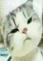 �ɰ�è���������