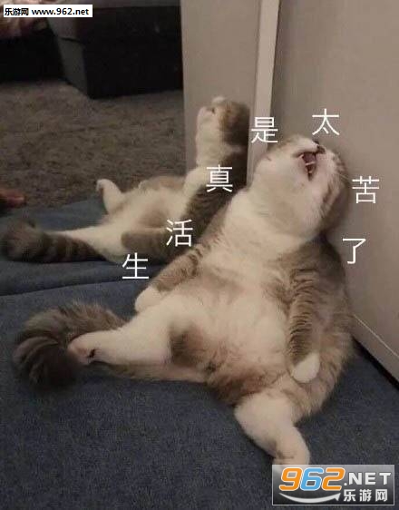 试图抓住爱情表情包