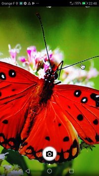 Insect Recognition(�����ʶ����׿��)v1.2.4(Insect Recognition)��ͼ2