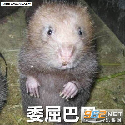 Ī�����ӵ�Ƥ��������