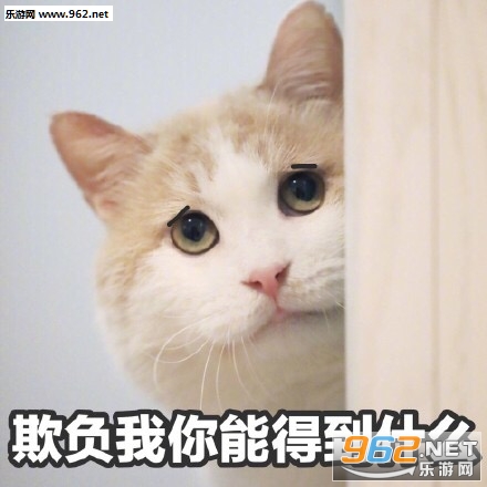 我不仅看到了我还要出去乱说可爱猫咪表情包