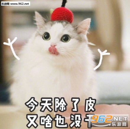 我不仅看到了我还要出去乱说可爱猫咪表情包