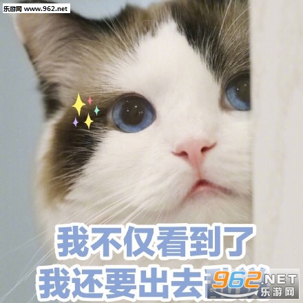 我不仅看到了我还要出去乱说可爱猫咪表情包