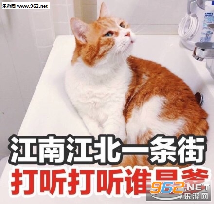 我不仅看到了我还要出去乱说可爱猫咪表情包
