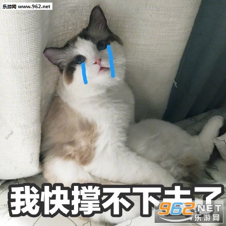 我不仅看到了我还要出去乱说可爱猫咪表情包