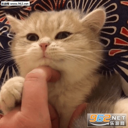 我不仅看到了我还要出去乱说可爱猫咪表情包