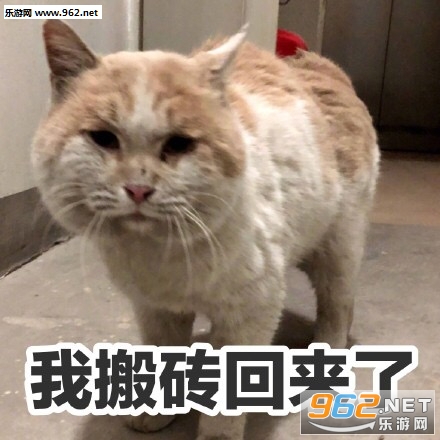 我不仅看到了我还要出去乱说可爱猫咪表情包