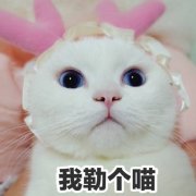 ����һ������������ͼƬ