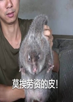 Ī�����ӵ�Ƥ��������