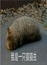Ī˵���۾�ˮ�в�ס��è������ͼƬ