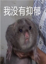 ��û��������û������������Ƭ�����