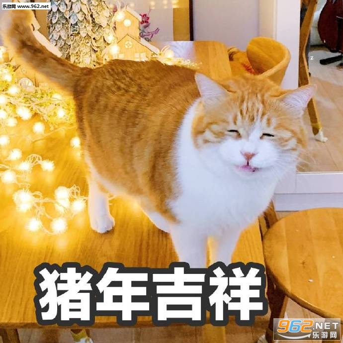 ���´���è�����