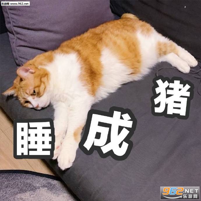 ���´���è�����