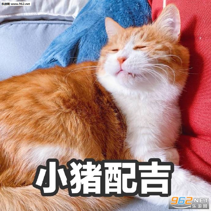 ���´���è�����