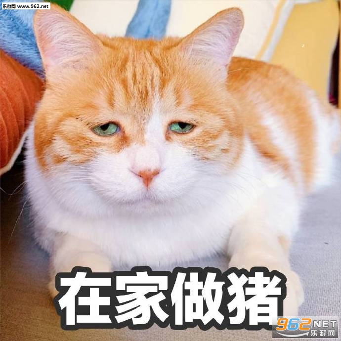 ���´���è�����
