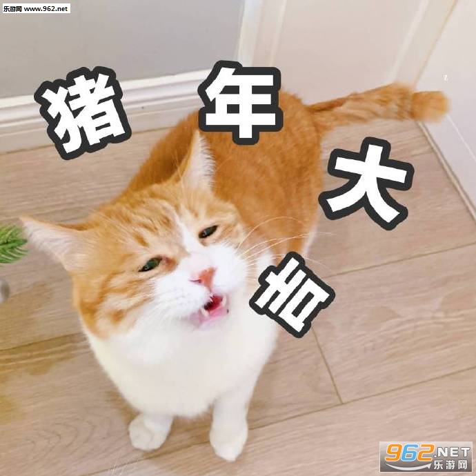 ���´���è�����
