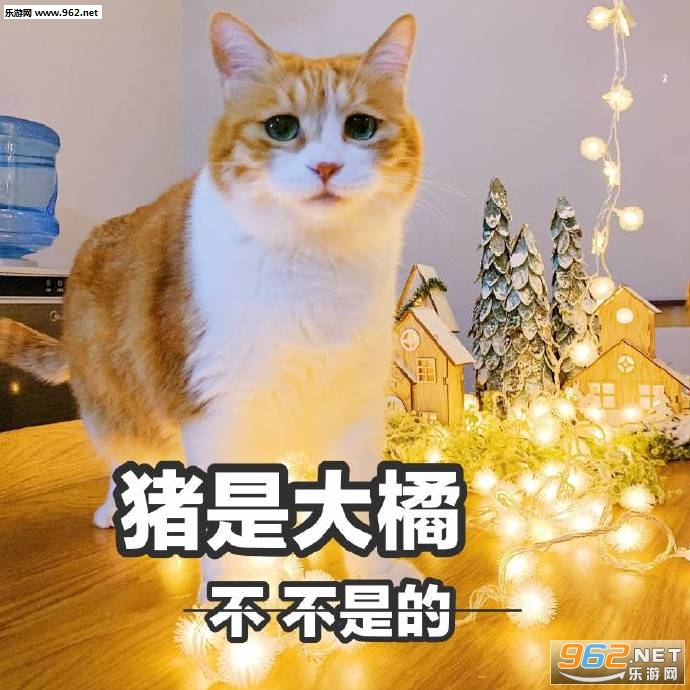 ���´���è�����