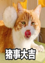 ���´���è�����