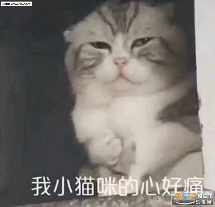我小猫咪的心好痛表情包 我小猫咪的心好痛表情包