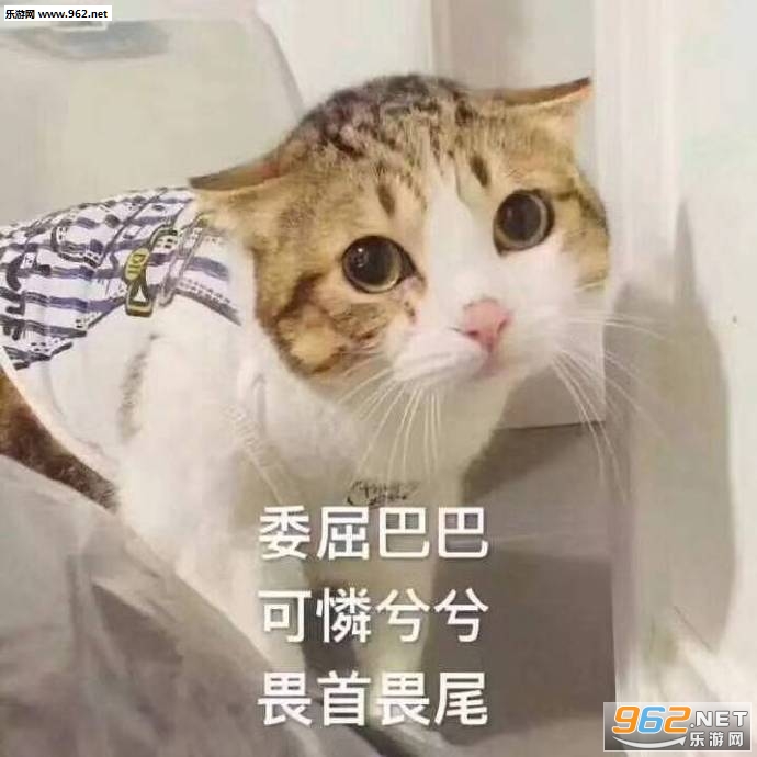 �ϰ���è����һ���������