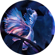 ��������app