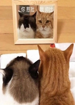 ��Խɧ��Խϲ�������