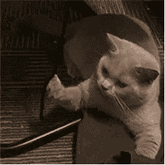 è����ı����gif