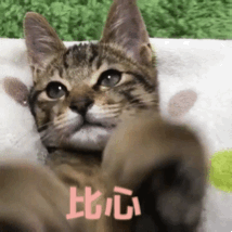 è����ı����gif