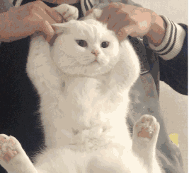 è����ı����gif