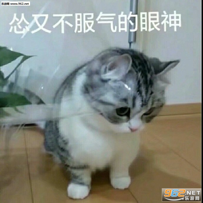怂又不服气的眼神表情包 怂又不服气的眼神表情包