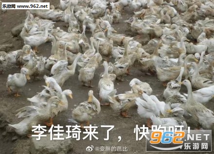 �����duck���ر����