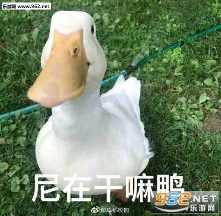 �����duck���ر����