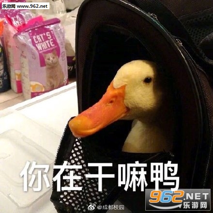 �����duck���ر����