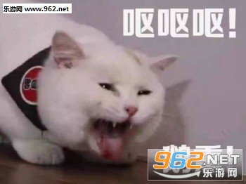 ͷ�Է���è������