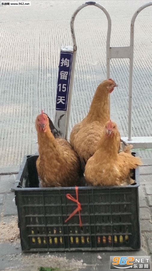 ûǮ�����������