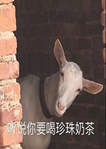 �����̲�����