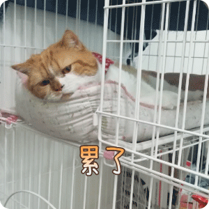��ǧ��֮ǧǧè��ͼ��ͼ1