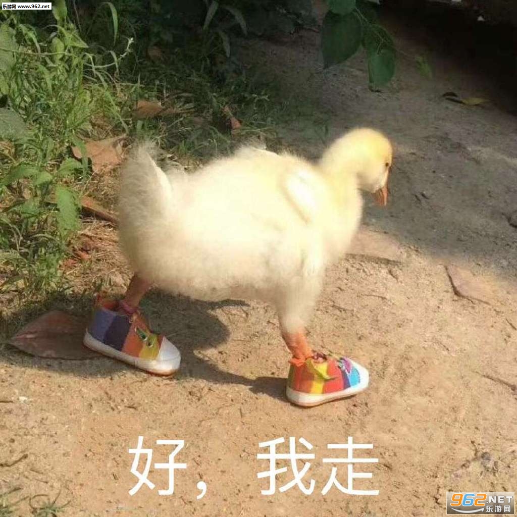 猪仔们起床了表情包图片 猪仔们起床了表情包图片