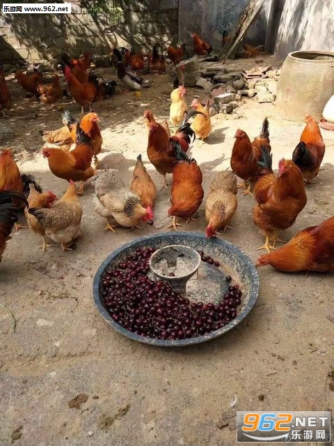 车厘子喂鸡图 车厘子喂鸡图