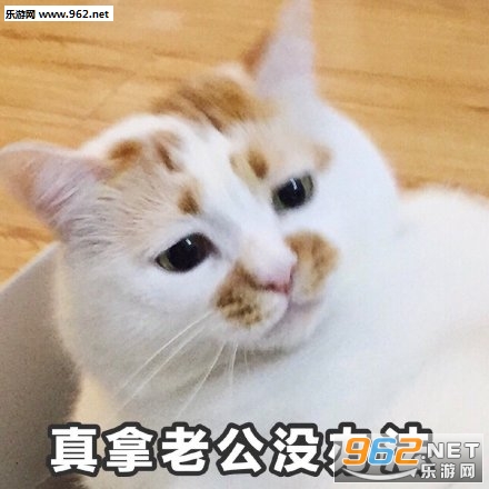 �����Ϲ�û�취�����